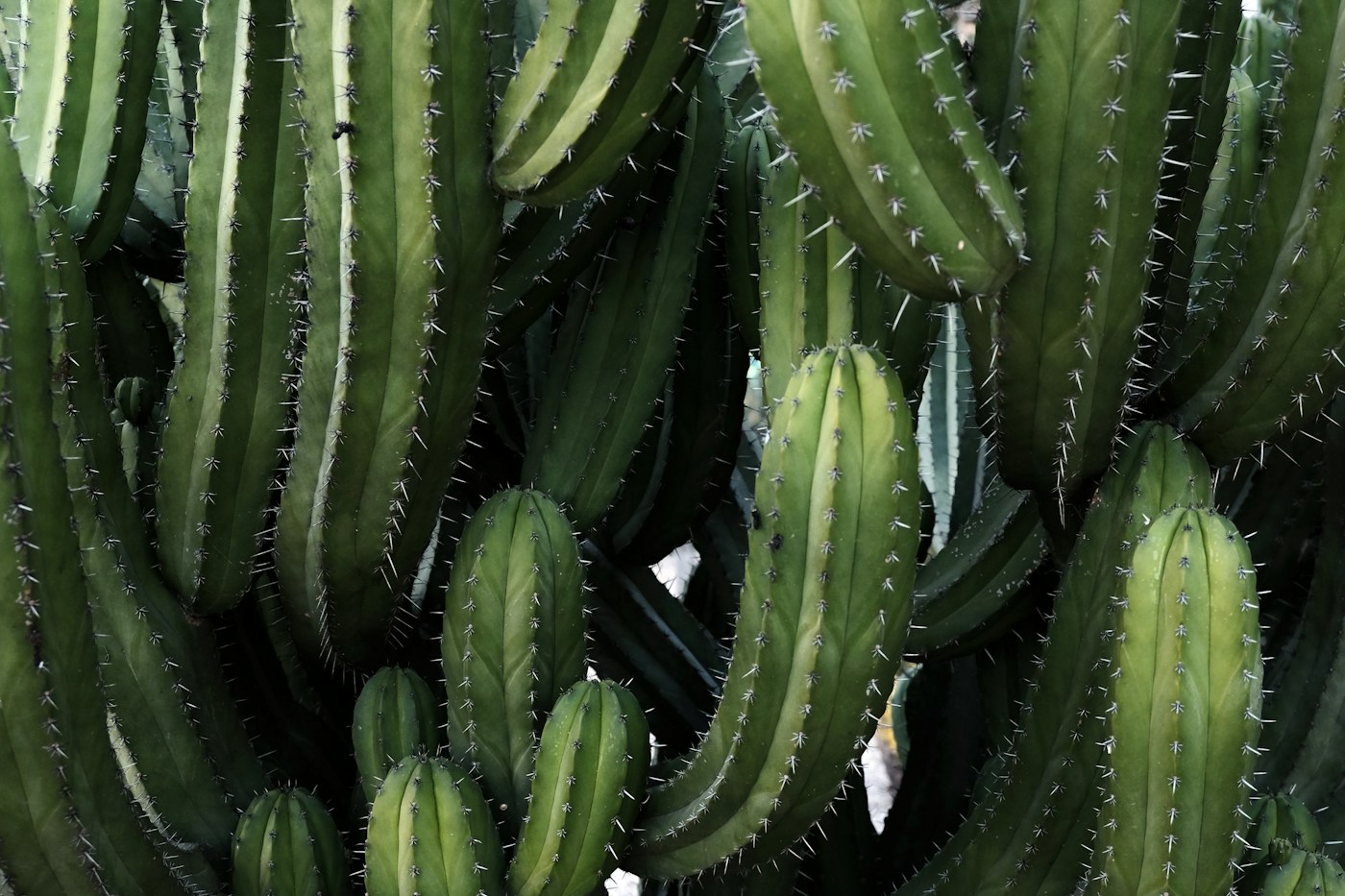 Cactus plants used as visual reference for cactus-based plant material