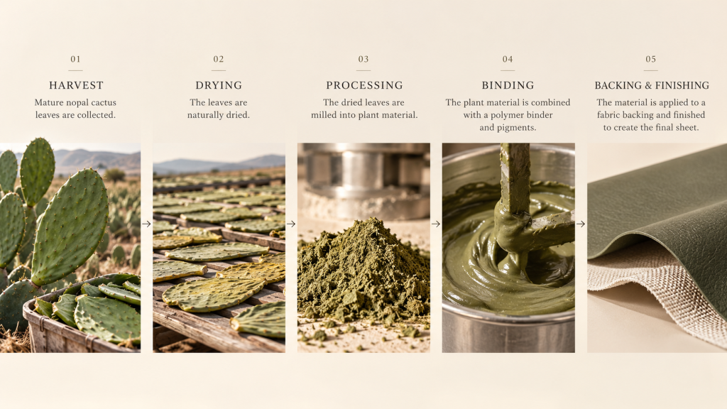 Five-stage process of making cactus-based leather from nopal cactus leaves